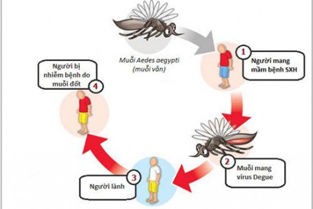 Những lưu ý về bệnh Sốt xuất huyết