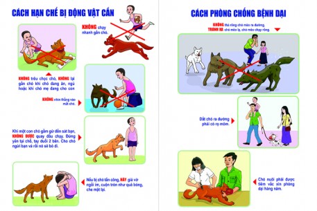 Hưởng ứng Ngày Thế giới phòng chống bệnh Dại 28/9: Tuyệt đối không chủ quan với bệnh dại