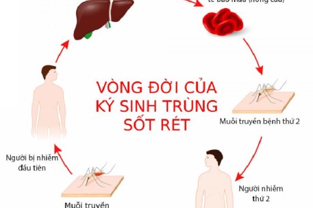 Những điều cần biết để phòng tránh bệnh sốt rét