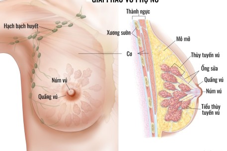 Tầm soát Ung thư vú - việc làm cần thiết