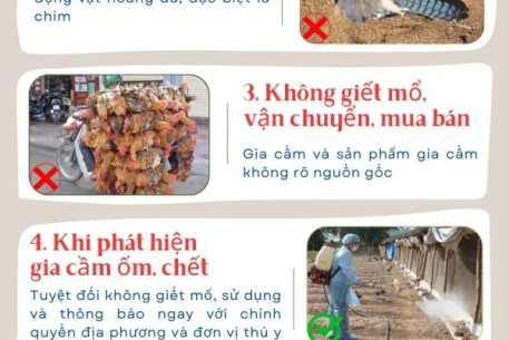 6 cách phòng, chống dịch cúm A/H5N1