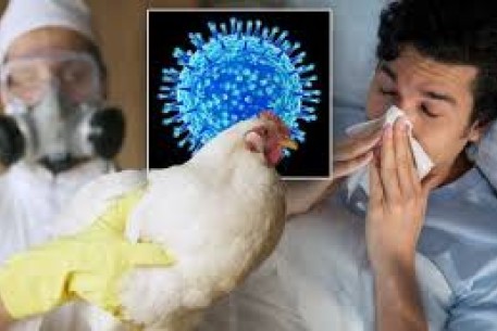 Cúm A (H5N1) và cách phòng tránh