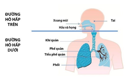 NÂNG CAO SỨC KHỎE HỆ HÔ HẤP TRONG MÙA DỊCH COVID-19