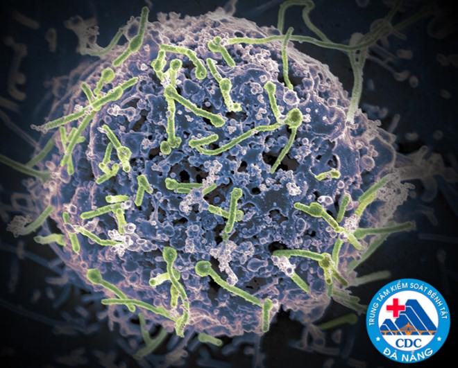Lần đầu tiên phát hiện virus Ebola ký sinh trên dơi tại Tây Phi